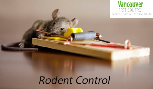 rodent-control