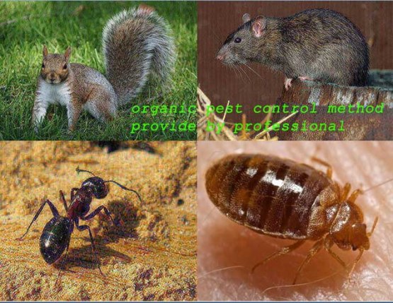 take help from the expert pest controller