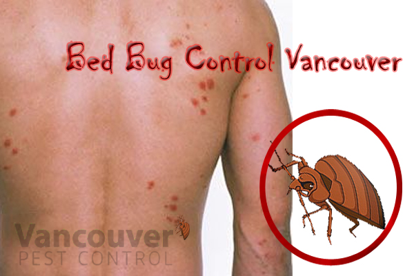 bed bug control Vancouver