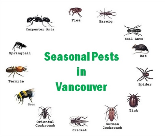 Seasonal pests in Vancouver